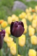 tulip maroon flower