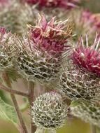 Burdock flowers close-up