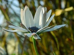 white daisy with a dark purple heart