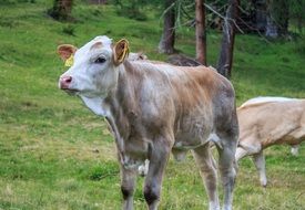 Beef on a livestock