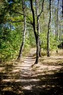 photo of path in a birch forest