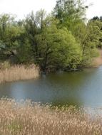 panoramic view of the pond in the reeds