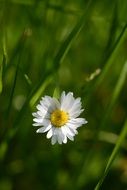 White daisy flowere bloom in green grass