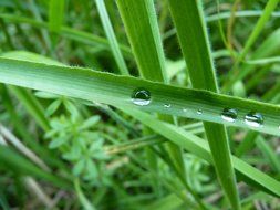 dewdrop grass