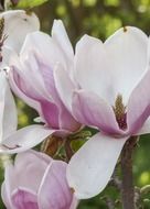 pink magnolia closeup