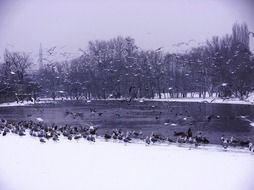 a flock of birds on a frozen lake in the countryside