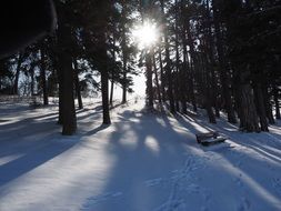 the shade of trees on the snow in the forest