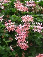 closeup photo of pink gebit geraniums