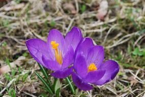 Purple flowers in a spring time