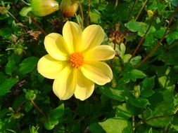 flower with yellow petals in the meadow close-up