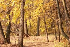 golden autumn forest in sunny day