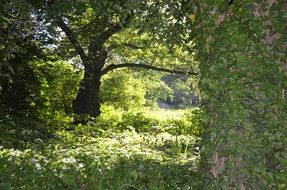 breathtaking park green nature