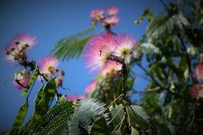 summer pink wildflowers in nature