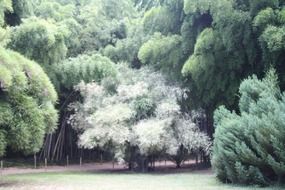 bamboo botanical garden