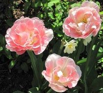 pink double tulips and white daffodils on garden bed