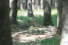 Baby deer in the forest