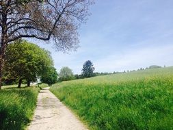 soil road away along meadow