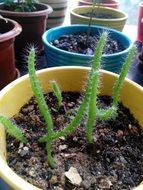 green sprouts of the cactus in a pot