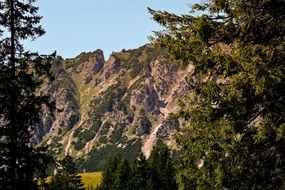 alpine landscape, spruce trees at mountains, austria, alm