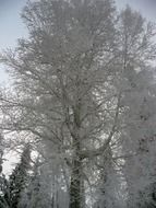 white hoarfrost on forest trees