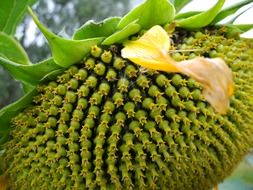 ripe sunflower with seeds