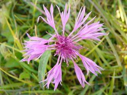 Flower with torn petals