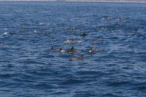 flock of dolphins in the waters of California