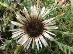 Close-up of the dry, white flower among the plants at autumn