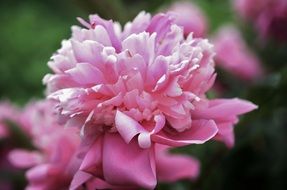 peony flower with pink petals