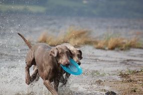 weimaraner dog playing in the water