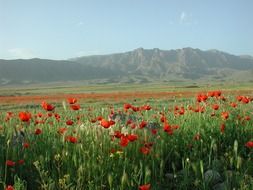 Poppy field near the mountains