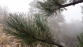 frozen pine needles in December