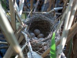 Picture of bird's nest