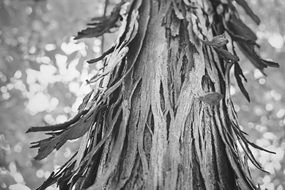 Ugly wood peel bark