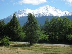 mountain shasa behind the trees