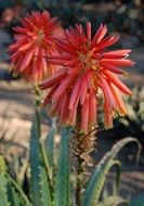 red aloe flower close-up on blurred background