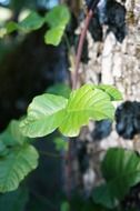 poison oak green leaves close-up on blurred background