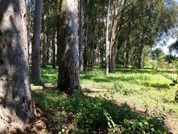 trees in a green park