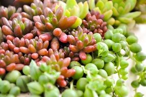 Picture of the succulent plants