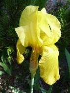 yellow iris flowers macro