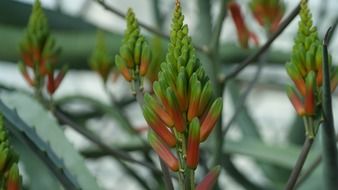 plant with fleshy inflorescences