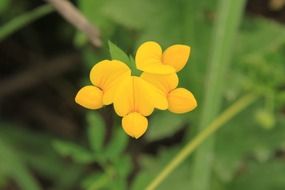 Bird's-foot trefoil flowers, macro