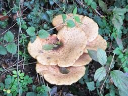 mushroom in the forest among green plants