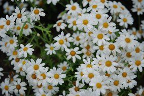 bush of white daisies in the garden