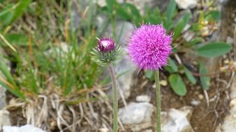 purple mountain wildflowers