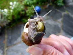 a human hand holds a snail in his hands