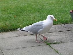 herring gull on a concrete path