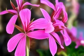 light pink spring flowers close-up