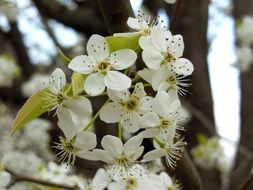 bradford pear flower bloom closeup