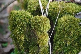 Green forest moss on the wood